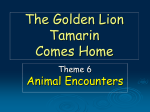 The Golden Lion Tamarin Comes Home