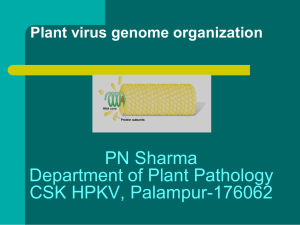 Plant virus genome organization