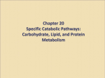 Chapter 20 Specific Catabolic Pathways: Carbohydrate, Lipid, and