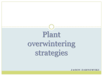 Plant overwintering strategies