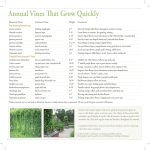 Annual Vines That Grow Quickly - University of Minnesota Extension