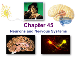 Ch45--Neurons and Nervous Systems v2015