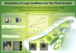 Simulation of Lung Conditions for Pea Plant Growth