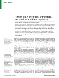 Human brain evolution: transcripts, metabolites and their regulators