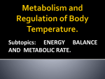 Nutritional Principles and Energy Metabolism.