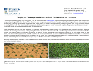 Creeping and Clumping Ground Covers for South Florida Gardens