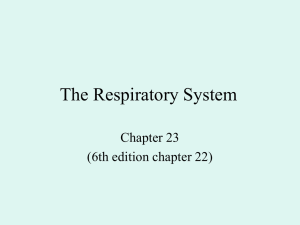 The Respiratory System