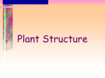 Plant Structure