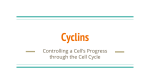 Cyclins