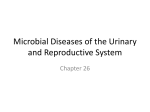 Microbial Diseases of the Urinary and Reproductive