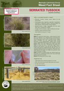 Serrated tuSSoCk - Molonglo Catchment Group