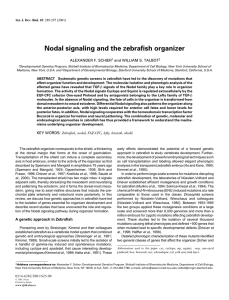 Nodal signaling and the zebrafish organizer