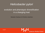 Helicobacter pylori evolution and phenotypic diversification in a