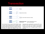 Chapter 21 The Genetic Control of Animal Development