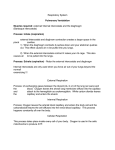 external/ internal intercostals and the diaghragm