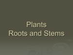 Plants Roots and Stems