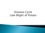 Disease Cycle of Late Blight of Potato