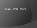 Chapter 7 - Worms - Fort Thomas Independent Schools