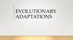 evolutionary adaptations
