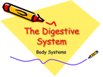 The Digestive System - Hicksville Public Schools
