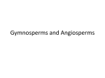 Gymnosperms and Angiosperms