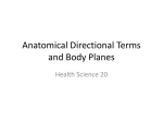 Anatomical Directional Terms and Body Planes