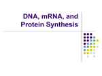 DNA, mRNA, and Protein Synthesis What is DNA?