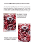 Location of Retropharyngeal Lymph Nodes in Sheep