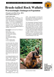 Petrogale penicillata - profile (PDF 560 KB)