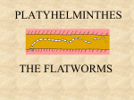 PLATYHELMINTHES THE FLATWORMS