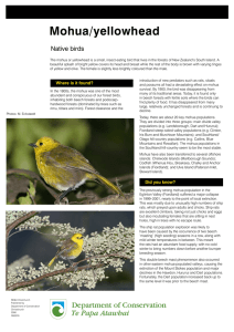 Mohua / yellowhead - Department of Conservation