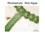 Rhodophyta: Red Algae