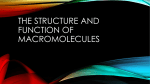 The structure and Function of Macromolecules