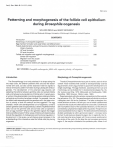 Patterning and morphogenesis of the follicle cell epithelium during