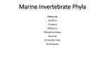 Marine Invertebrate Phyla