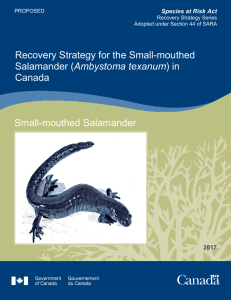 Small mouthed Salamander (Ambystoma texanum)