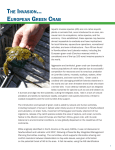 the invasion… european green crab