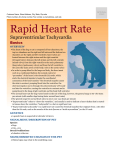 Rapid Heart Rate - Milliken Animal Clinic