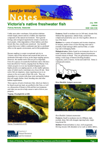 Victoria`s native freshwater fish