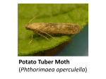 Pest of potato