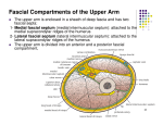 Fascial Compartments of the Upper Arm