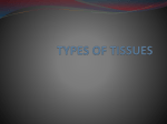 TYPES OF TISSUES