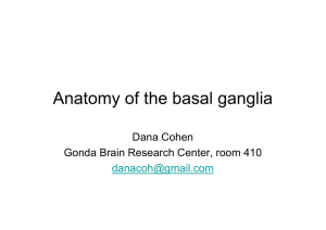 Anatomy of the basal ganglia - Gonda Brain Research Center