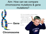Chromosome vs. Gene Mutations