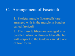 C. Arrangement of Fasciculi