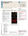 Androgen Receptor (D6F11) XP® Rabbit mAb