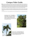 Campus Palm Guide - FIU GoGreen - Florida International University
