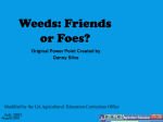 Weeds Friends or Foes
