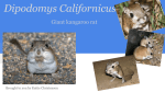 Dipodomys Californicus