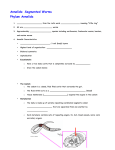 Annelids: Segmented Worms Phylum Annelida